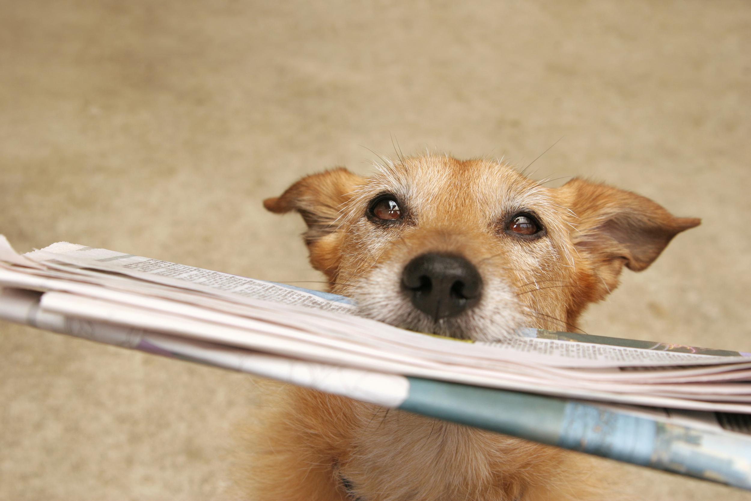 Brown Dog with a Newspaper in Mouth