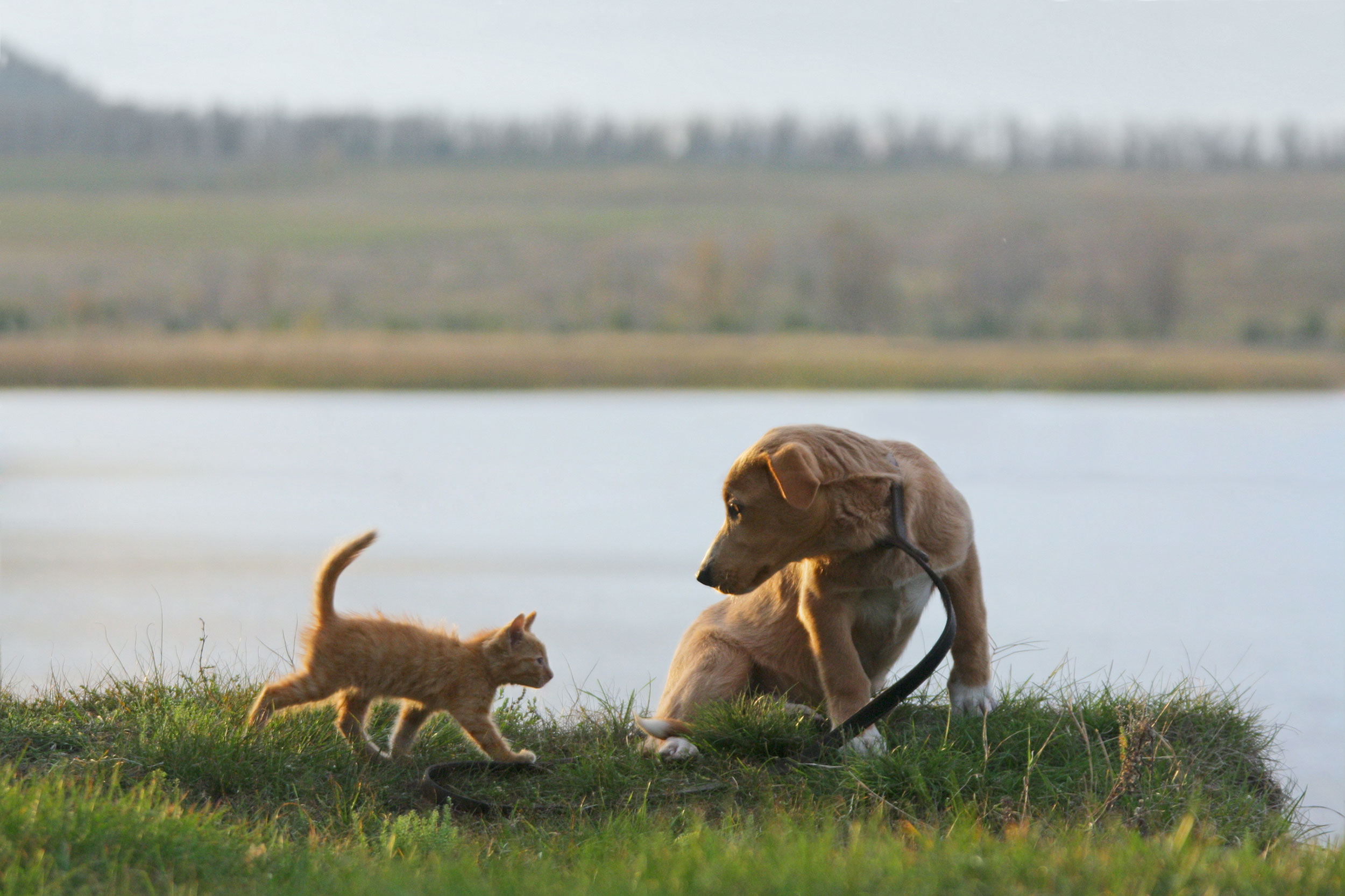 Cat and Dog Playing at the Lake