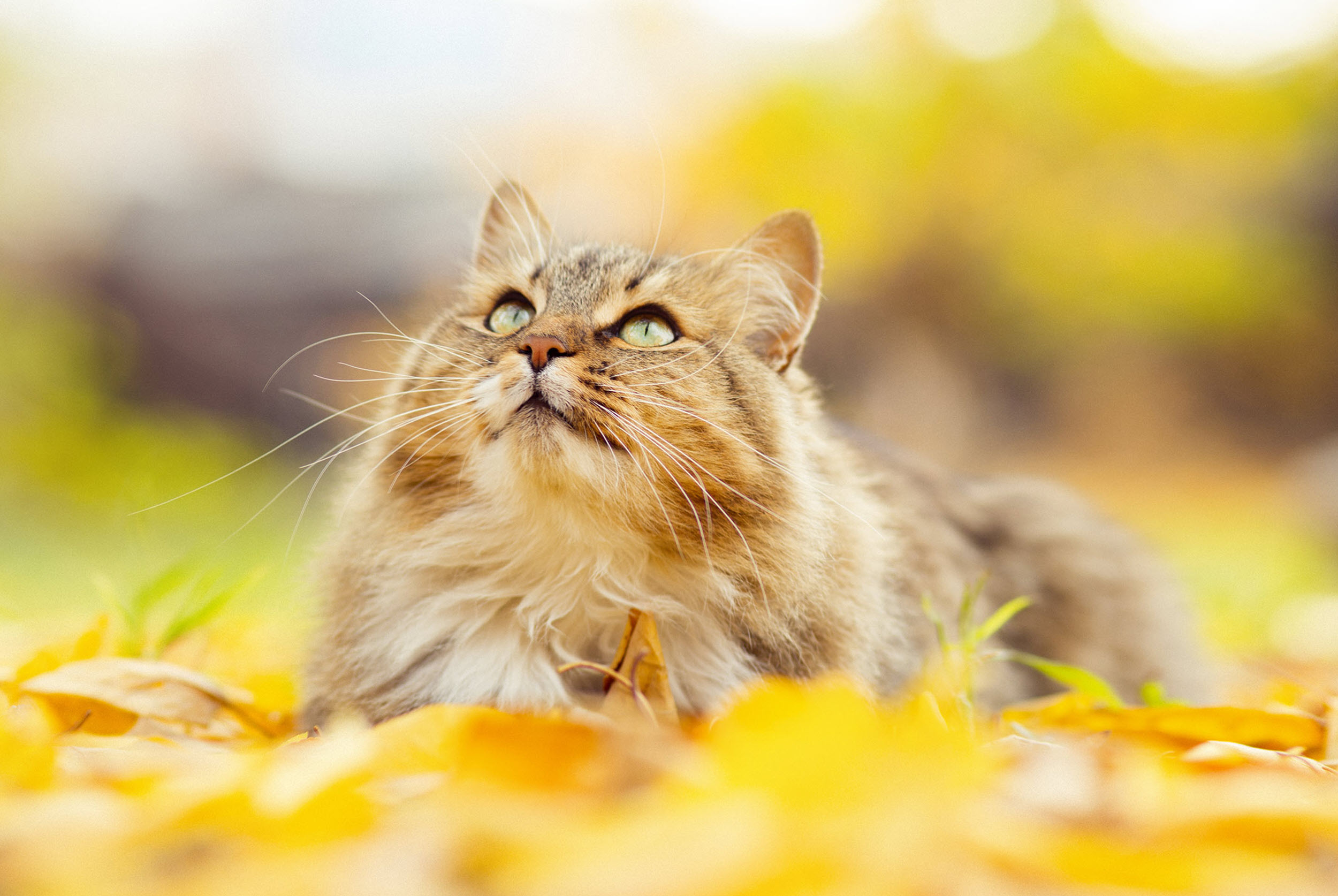 cat in leaves